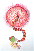 The-umbilical-cord-showing-paired-arteries.png